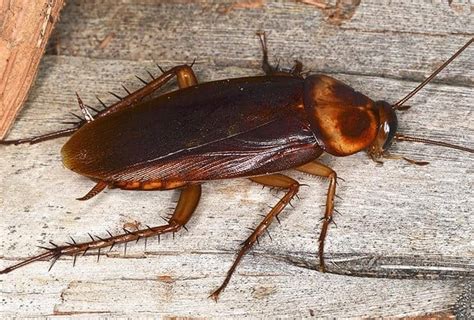 Palmedo bugs. Things To Know About Palmedo bugs. 